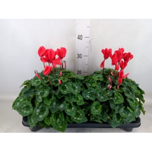 Cyclamen GR 'XL'