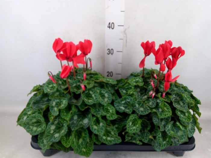 <h4>Cyclamen GR 'XL'</h4>