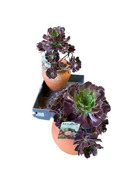 <h4>AEONIUM AB VELOURS</h4>