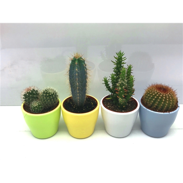 <h4>234 Happy colours Fresh cactus 8,5 cm</h4>