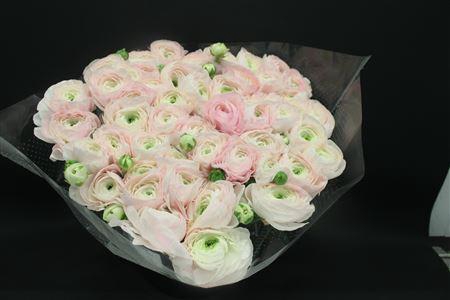 <h4>Cloni Super Dream</h4>