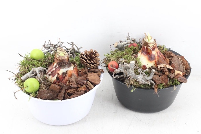 <h4>arr4 Amaryllis MB - Zink black&white schaal x6</h4>