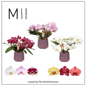 Mimesis Phal. Muse Mix - 25+ flowers 12cm in Celeste ceramic