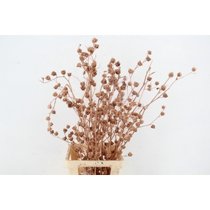 DF Lavatera Bs Copper 120g