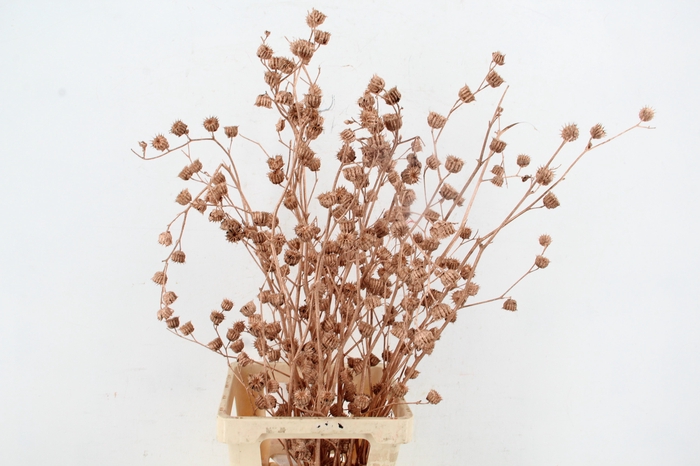 <h4>DF Lavatera Bs Copper 120g</h4>