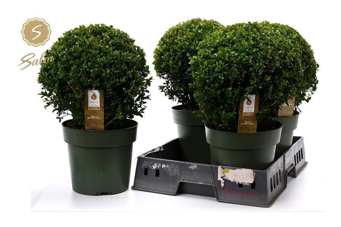 <h4>BUXU SEMPERVIRENS</h4>