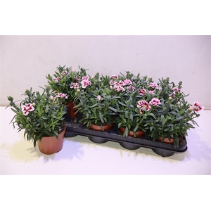 Dian Osc Purple Star