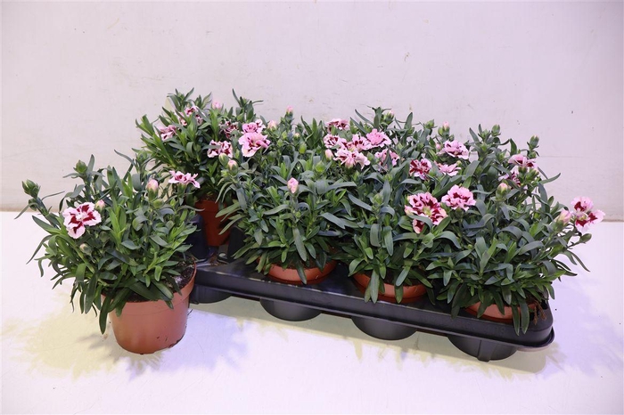 <h4>Dian Osc Purple Star</h4>