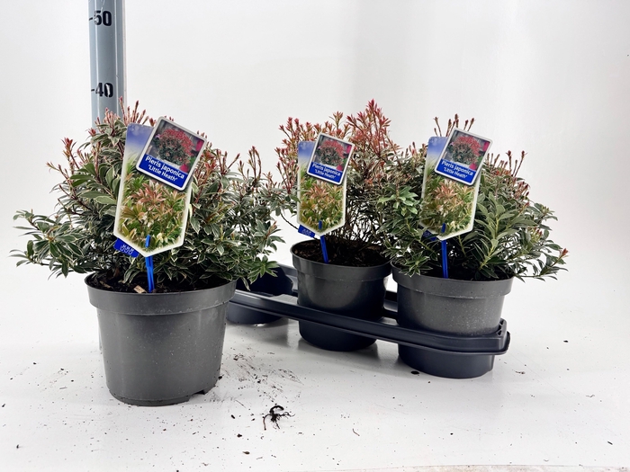 <h4>PIERIS JA L HEATH</h4>