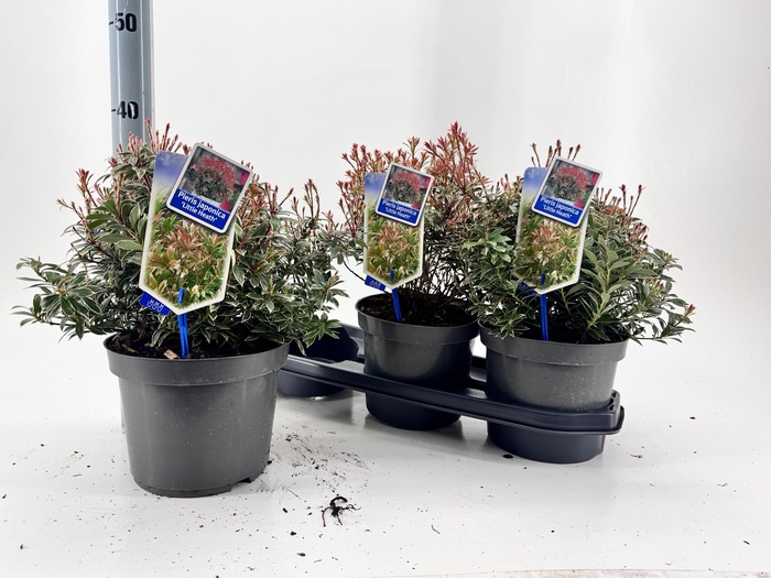 <h4>PIERIS JA L HEATH</h4>