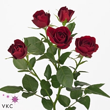 <h4>Rosa spray rubicon</h4>
