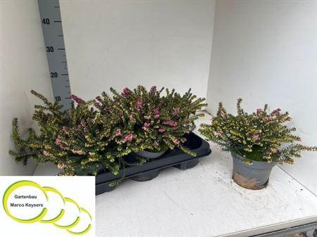 Eric Da Kramers Rote