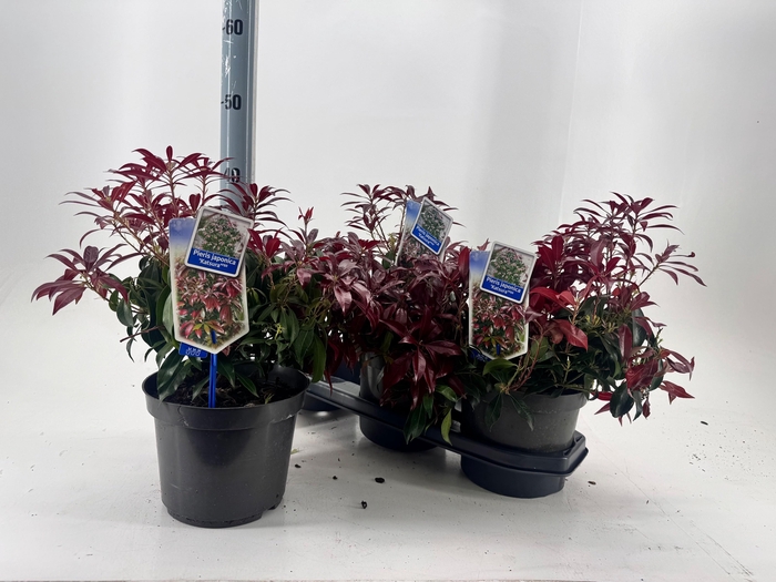 <h4>PIERIS JAP KATSURA</h4>