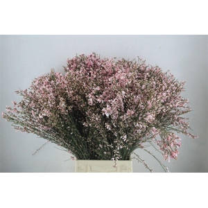 Ginster 400gr Pink P Bunch