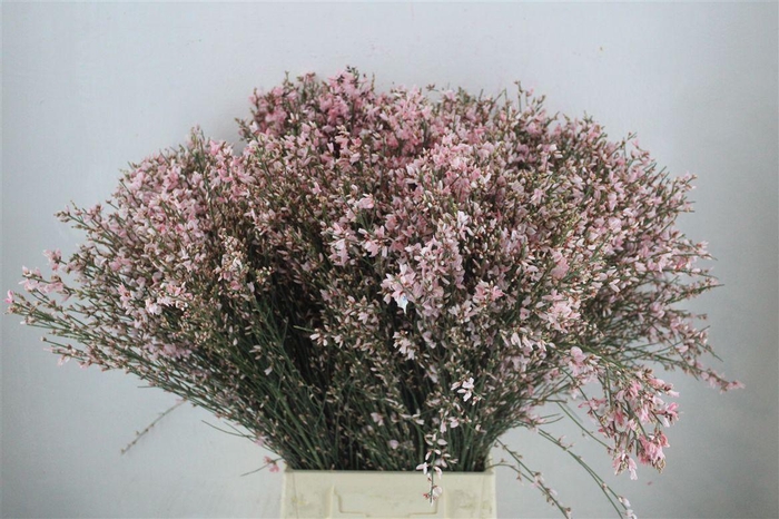 <h4>Ginster 400gr Pink P Bunch</h4>