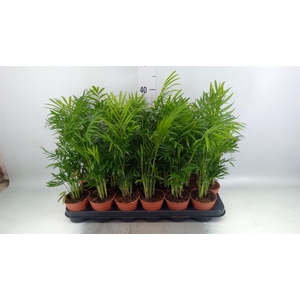 Chamaedorea elegans
