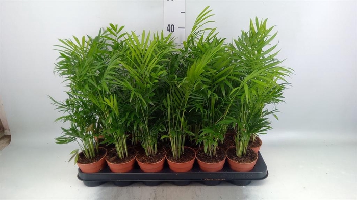 <h4>Chamaedorea elegans</h4>