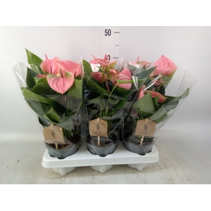 Anthurium andr. 'Sweet Dream'