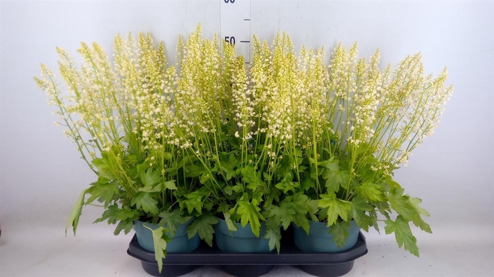 <h4>Heucherella  'Pink Revolution'</h4>