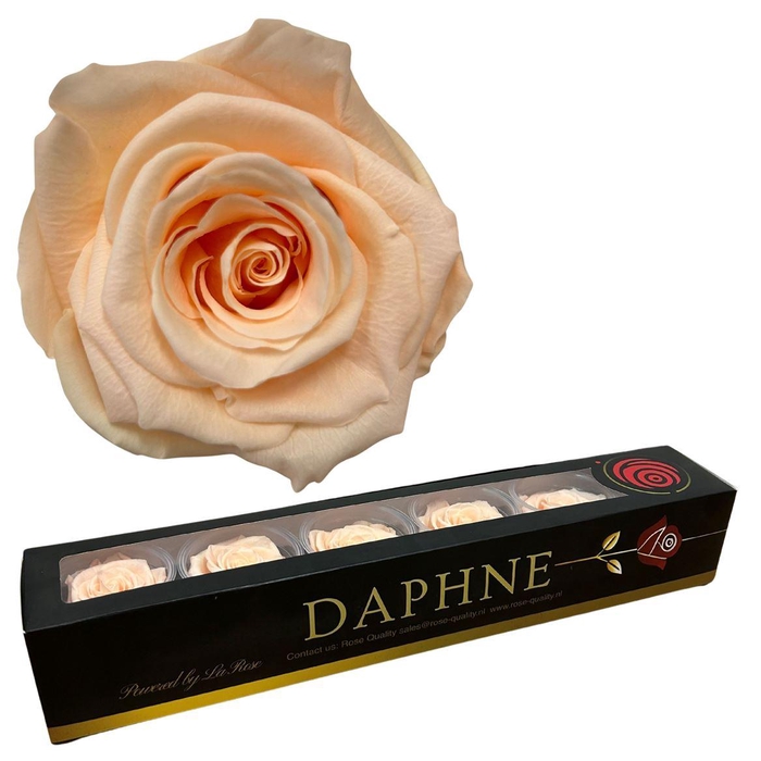 <h4>R Preserved Rosa Cream Xl</h4>