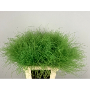 DF Stypha 60cm Bs Apple Green
