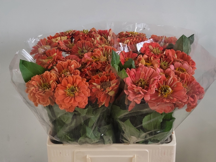 <h4>ZINNIA ELEGANS</h4>