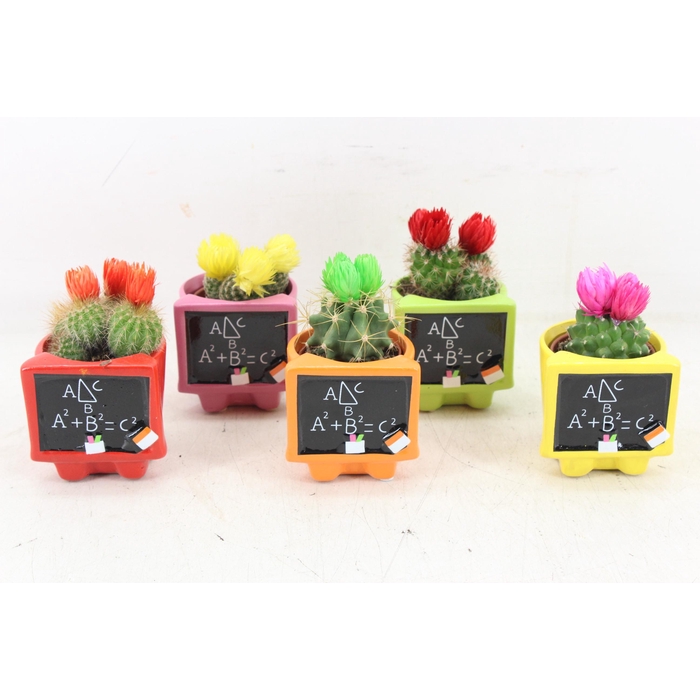 <h4>Arr3 Ub - Ker. Schoolbord Potje X15</h4>