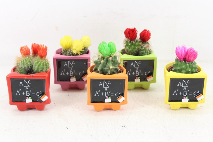 <h4>arr3 UB - Ker. schoolbord potje x15</h4>