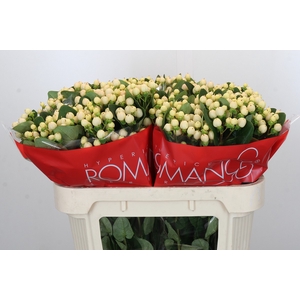 Hypericum Cool Romance