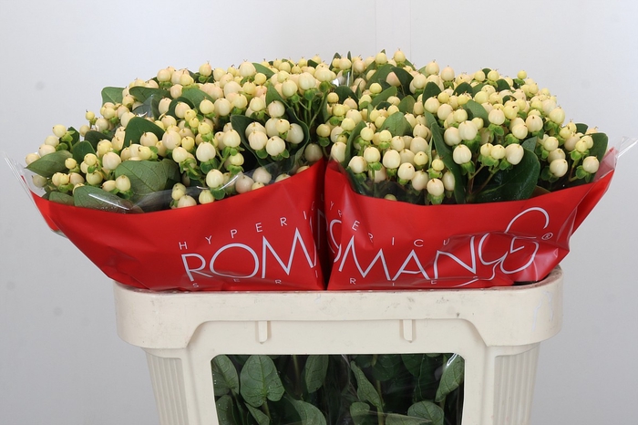 <h4>Hypericum Cool Romance</h4>