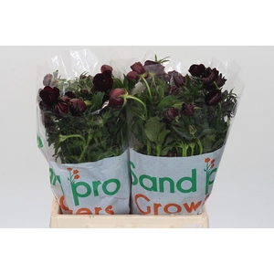 Ranunculus Magical Chocolate