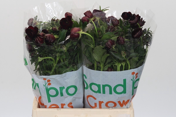 <h4>Ranunculus Magical Chocolate</h4>