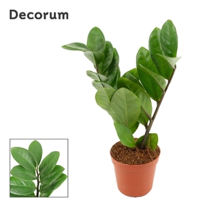 Zamioculcas 5,5 cm Two Leaf (Decorum), 2+ veren
