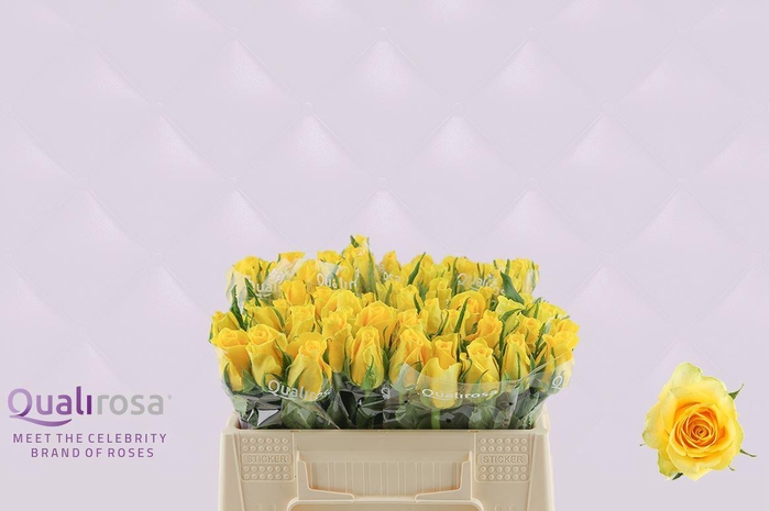 <h4>R Gr Moonwalk</h4>