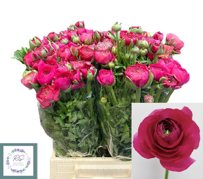 <h4>RAN EL HOT PINK</h4>