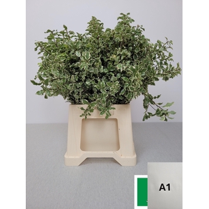 PITTOSPORUM PB SILVER QUEEN