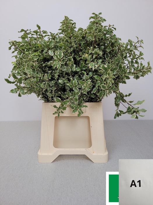 <h4>PITTOSPORUM PB SILVER QUEEN</h4>