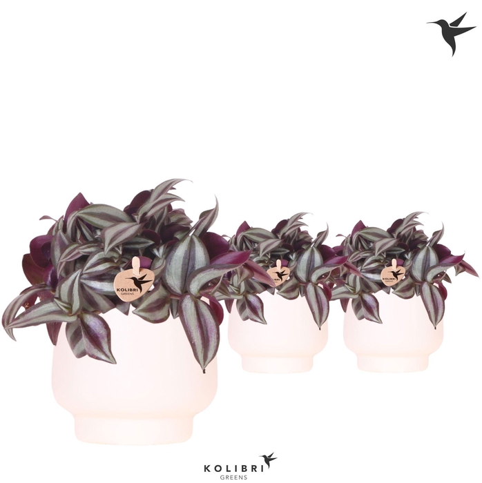 <h4>Kolibri Greens Tradescantia Zebrina in Scandic pot white</h4>