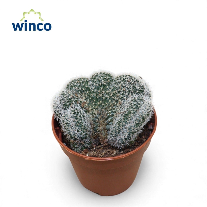 <h4>Lobivia Densispina Cristata</h4>