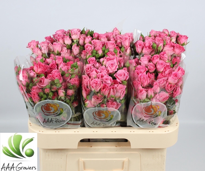 <h4>R TR NATHALIE</h4>