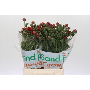 Ranunculus Magical Tangerine