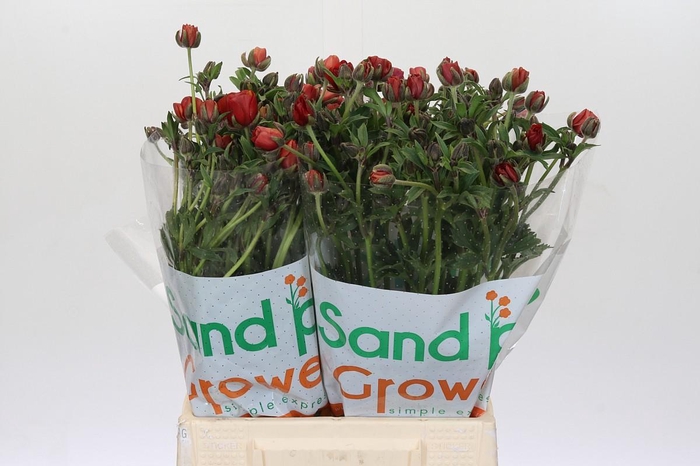 <h4>Ranunculus Magical Tangerine</h4>