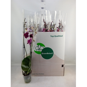 Phalaenopsis   ...mix