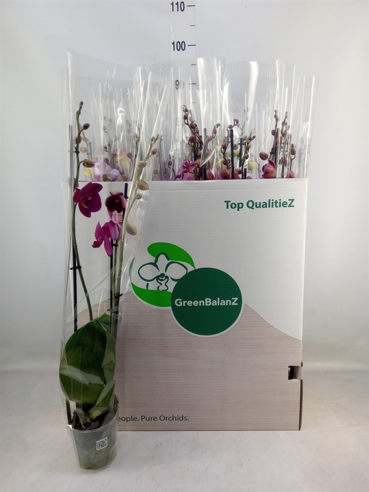 <h4>Phalaenopsis   ...mix</h4>
