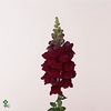 Antirrhinum It. Violet Magenta