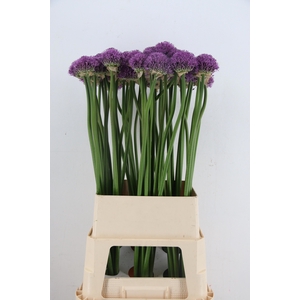 ALLIUM GLADIATOR