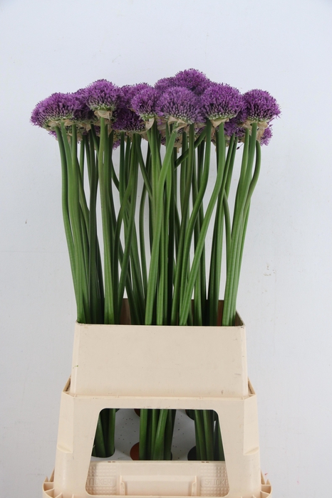 <h4>ALLIUM GLADIATOR</h4>