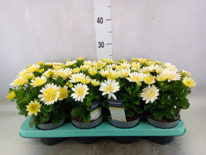 <h4>Osteospermum   ...</h4>