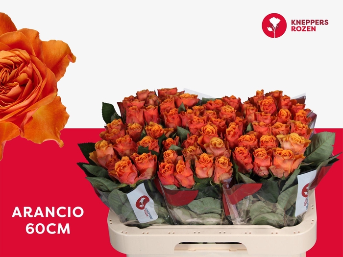 <h4>R GR ARANCIO@ 60</h4>