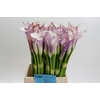 Zantedeschia Eydolls Purple White